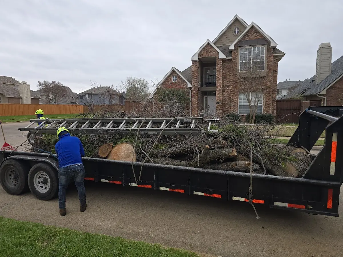 Expert Tree Removal with proper safety equipment in Rosalia